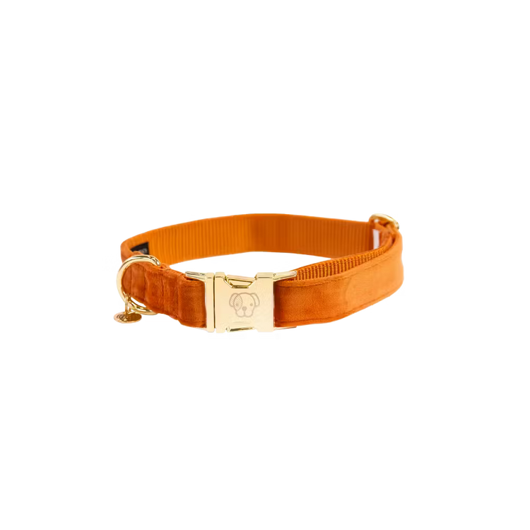 Kentucky Dogwear
Dog Collar Velvet Orange
