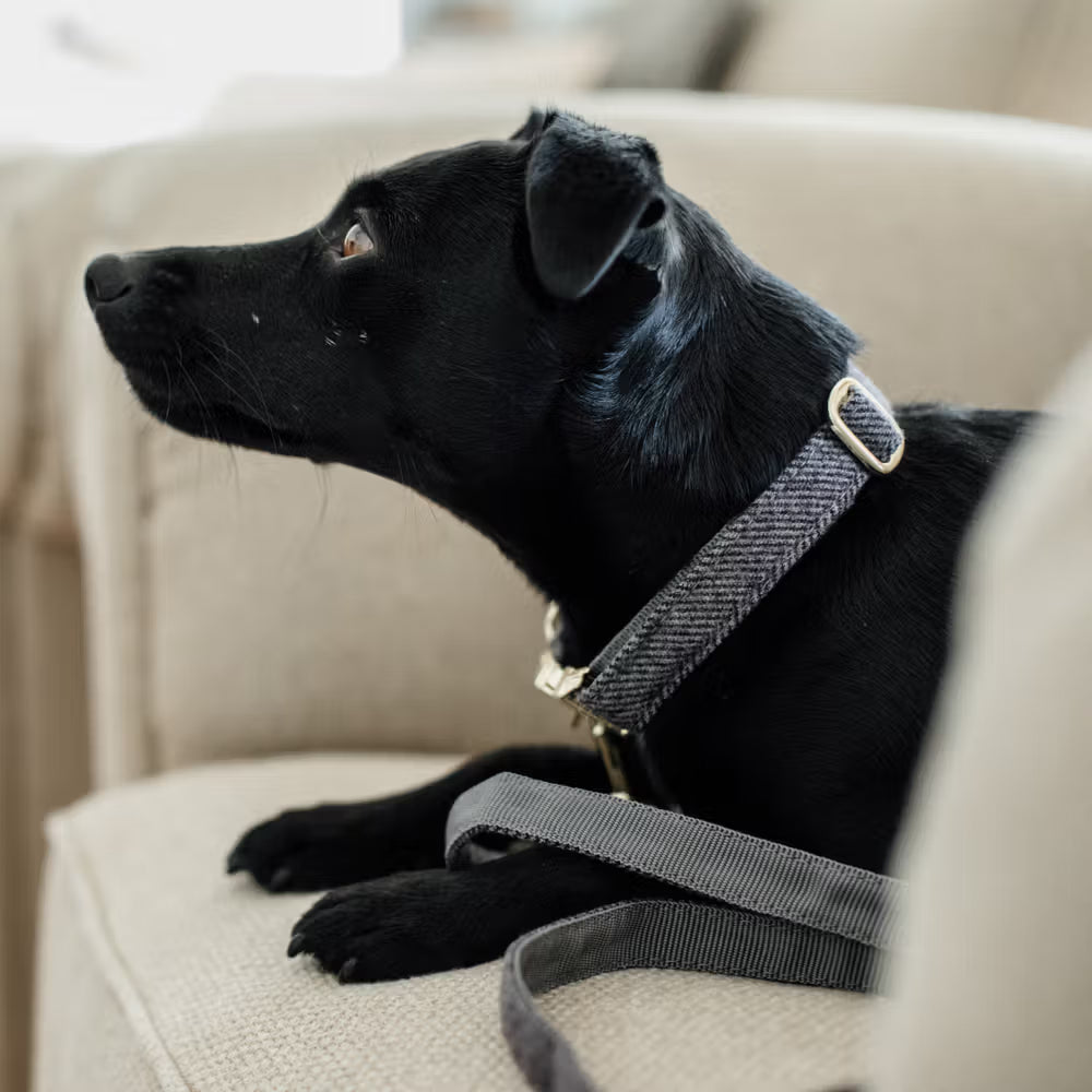 Kentucky Dogwear
Dog Collar Wool