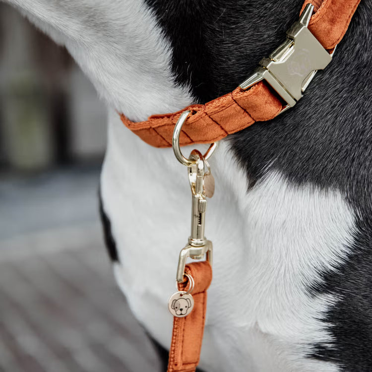 Kentucky Dogwear
Dog Collar Velvet