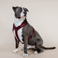 Kentucky Dogwear
Dog Harness Active Velvet