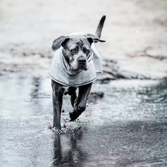 Kentucky Dogwear
Dog Raincoat
