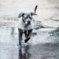 Kentucky Dogwear
Dog Raincoat