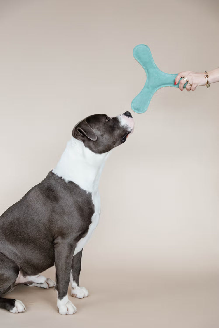 Kentucky Dogwear
Dog Toy Pastel Boomerang