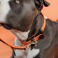 Kentucky Dogwear
Plaited Nylon Dog Collar