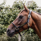 Horses Halter
