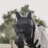 Kentucky Horsewear Classic Fly Set