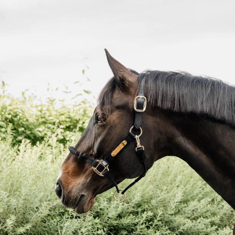 More control over strong horses