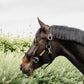 More control over strong horses