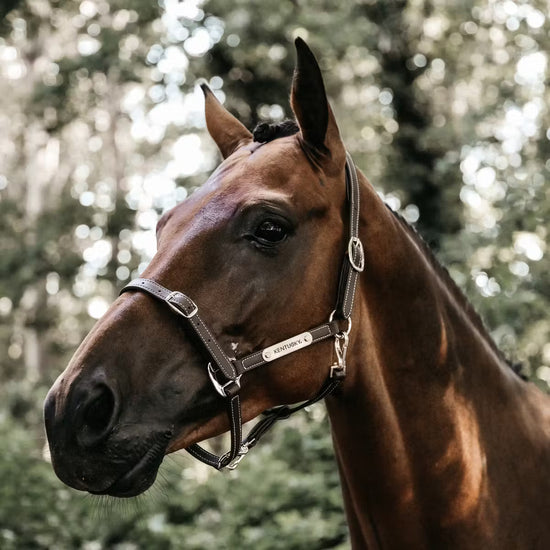 leather halter