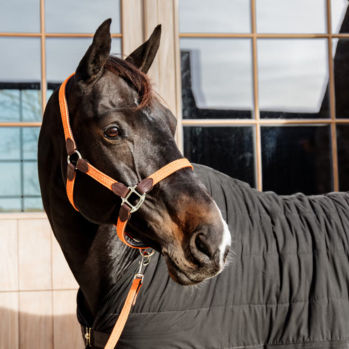 new kentucky halter