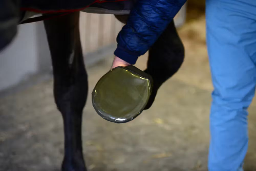 Keeps the hoof clean and dry