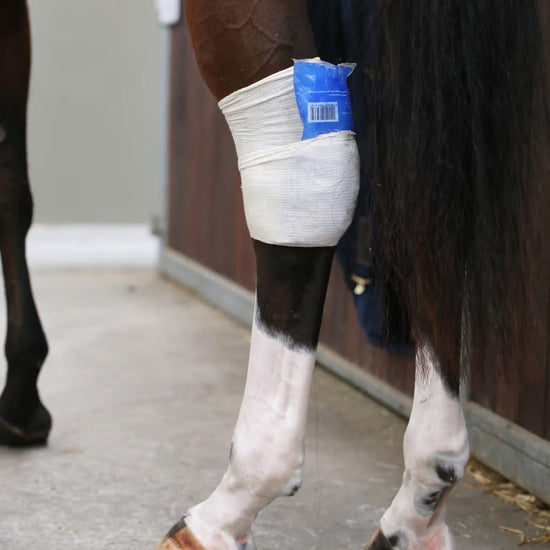 Kentucky Horsewear Tendon Grip Sock White