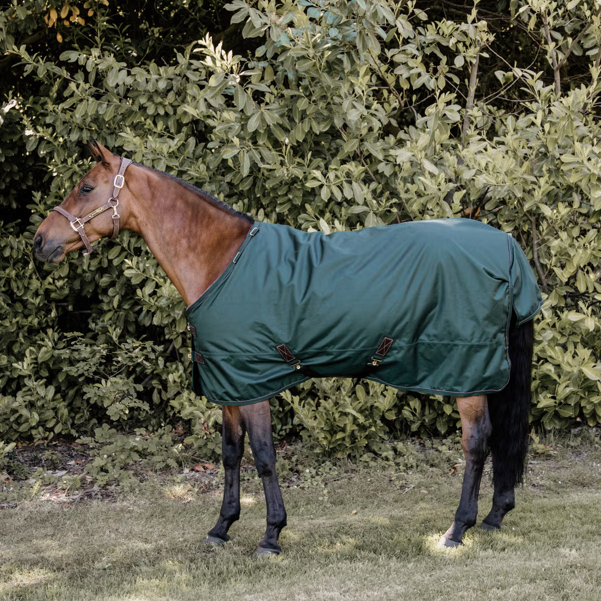 Waterproof Turnout Rugs Turnout Rug All Weather Waterproof Pro 160g – EquiZone Online
