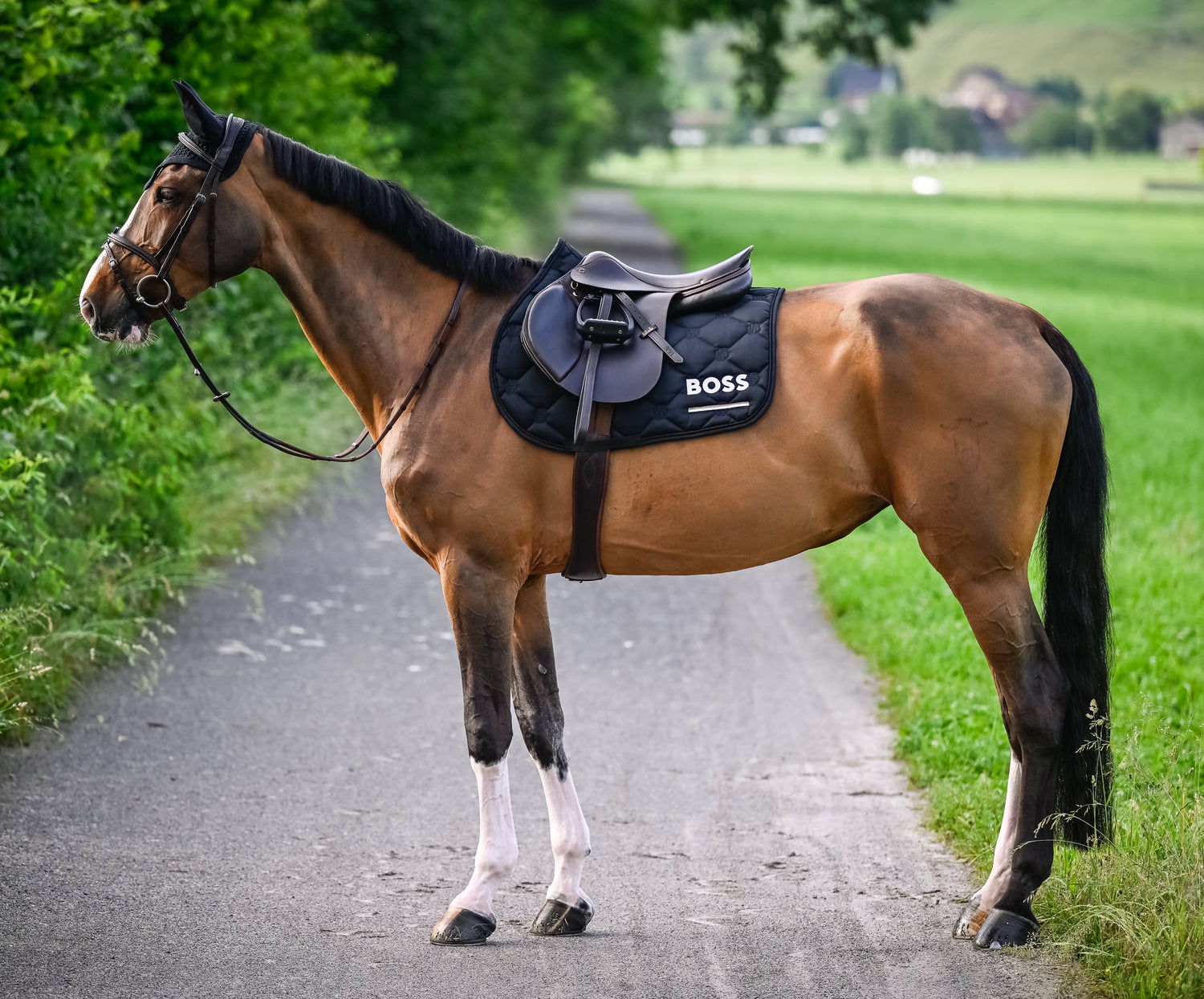 Horse wearing the new Boss Equestrian Collection