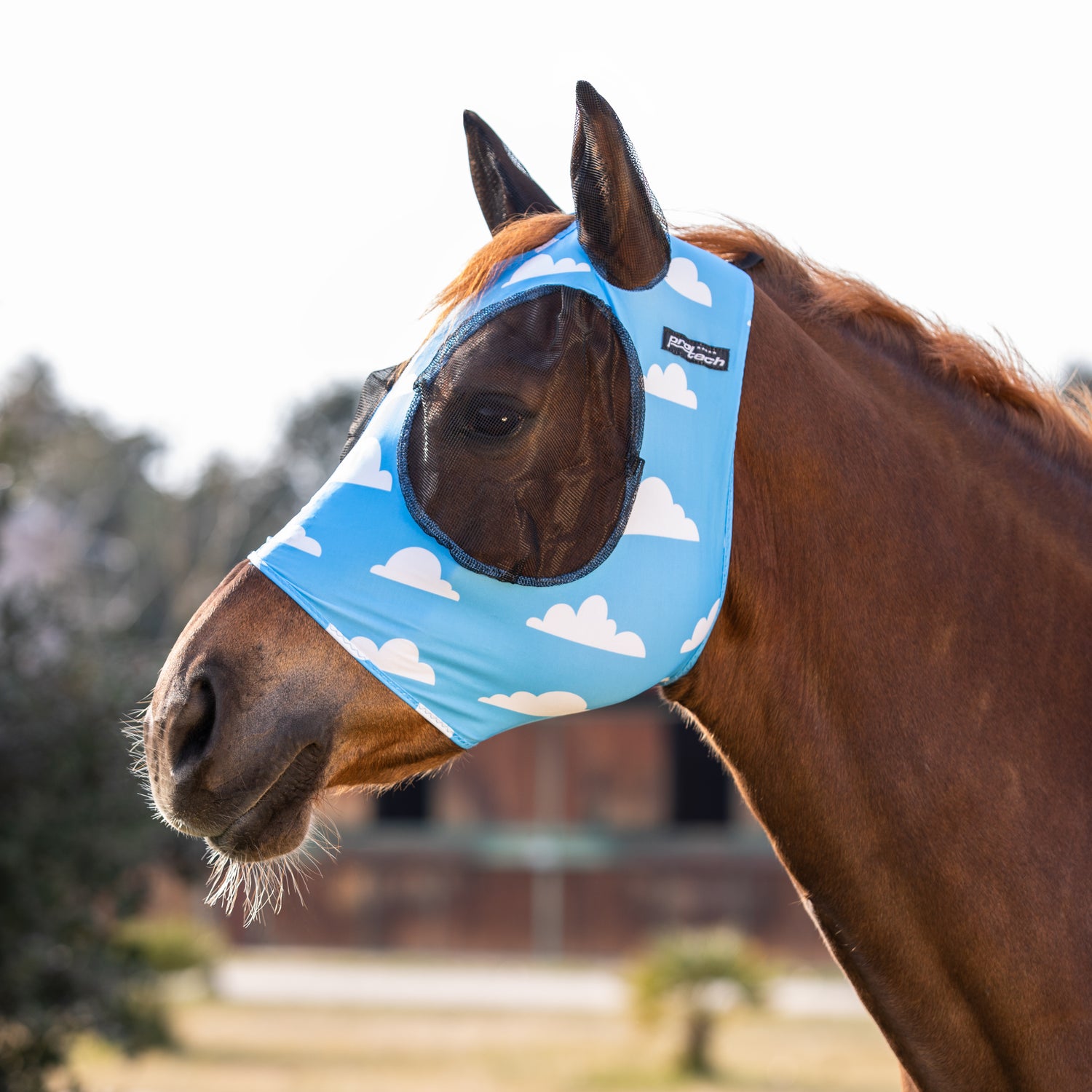 Colourful fly mask
