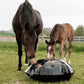 Mare and foal eating hay from a slow feeder 