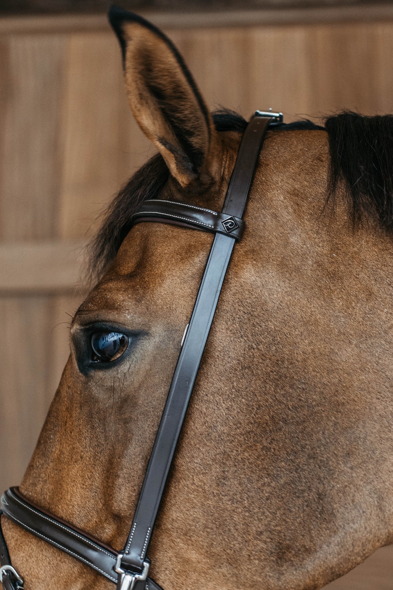 Training bridle without throat latch