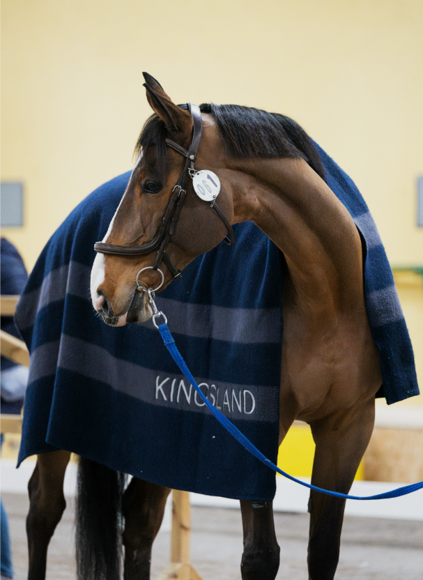Equestrian warm-up and cool-down blanket for horses