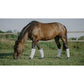 Equithème fly boots set of 4