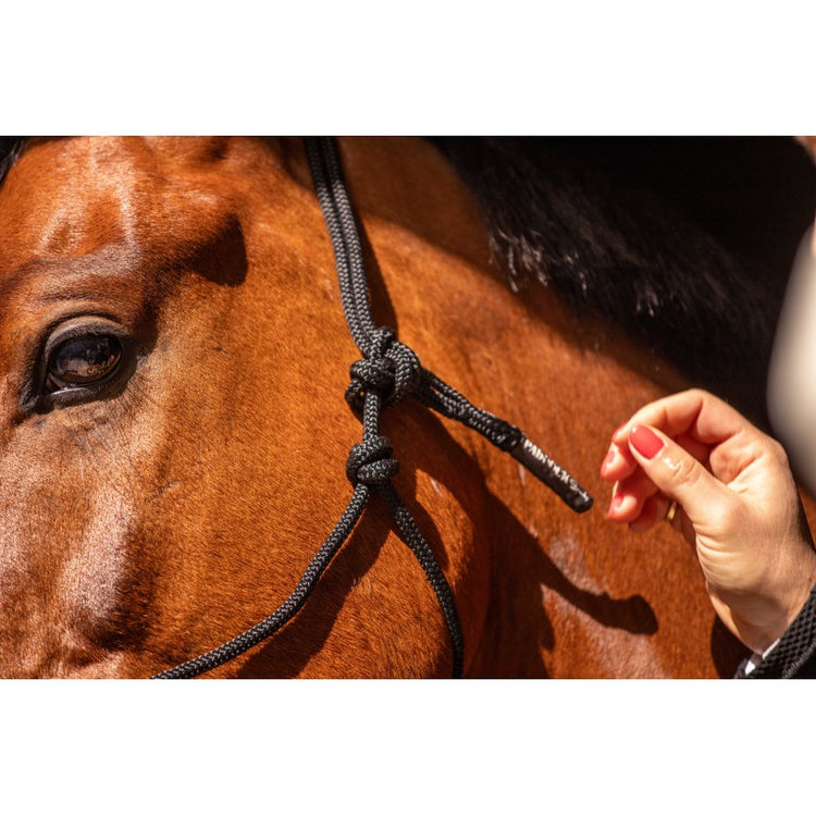 Groundwork halter for lunging horses