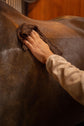 Microfiber horse grooming towels for dust, dirt and moisture