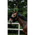 Durable everyday padded halter for horses
