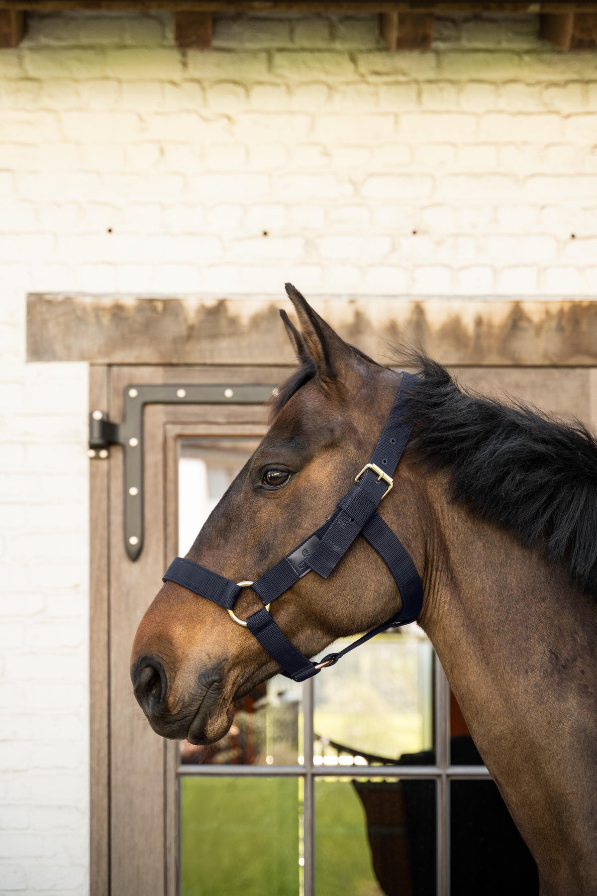 Heavy-duty nylon horse halter designed for demanding in-hand handling