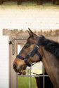 Heavy-duty nylon horse halter designed for demanding in-hand handling