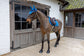 Kentucky Fly Veil Wellington Velvet Horse Printing with distinctive horse design