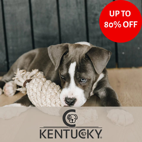 Kentucky Dogwear clearance sale featuring  puppy with rope toy laying on a Kentucky Dogwear bed