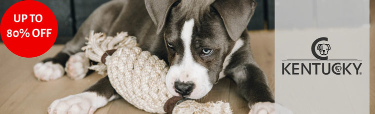 Kentucky Dogwear clearance sale banner with puppy playing with rope toy, red 'Up to 80% Off' badge, and Kentucky logo