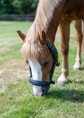 Kingsland KLNeville anatomical horse halter with soft padding