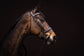 lauria garrelli swedish noseband bridle quality leather brown
