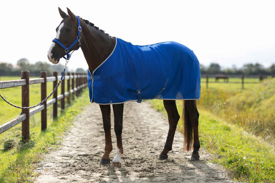 Lauria Garrelli Amalfi fly rug for horse protection.