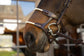 Leather double noseband with rope element for balanced pressure distribution