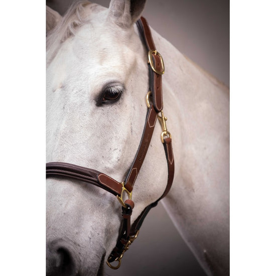 Two-tone leather halter for horses with brass fittings