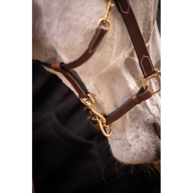 paddock premium cowhide halter for horses havanna