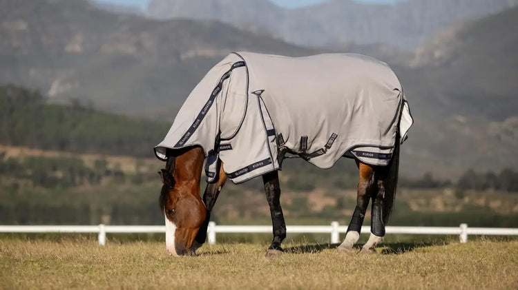 Horse wearing LeMieux Gladiator Fly Rug