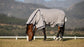 Horse wearing LeMieux Gladiator Fly Rug
