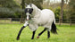 Breathable horse rug against insects