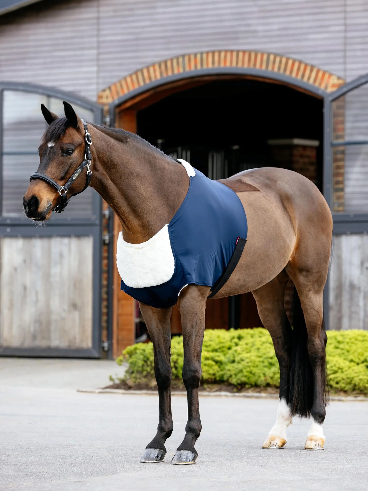 Anti-rub chest protector for horses