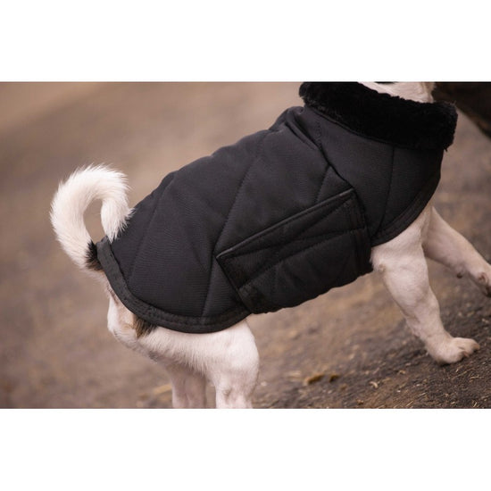 dog winter coat