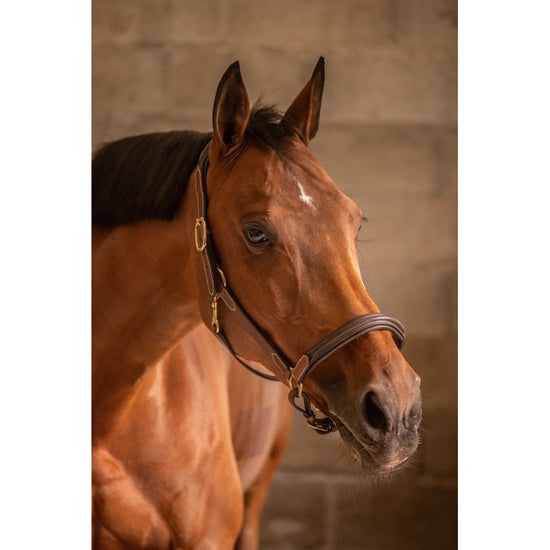 Elegant leather halter for stable and competition