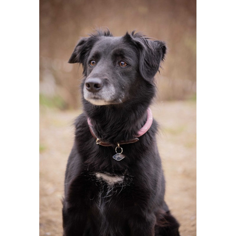 Penelope Billie cowhide dog collar with an ergonomic fit designed for comfortable wear.