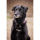 Penelope Billie cowhide dog collar with an ergonomic fit designed for comfortable wear.