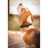 Penelope Billie Dog Collar crafted from premium cowhide leather and durable polyester.