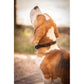 Penelope Billie Dog Collar crafted from premium cowhide leather and durable polyester.