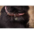 Penelope Billie leather dog collar with an elegant design for everyday walks and outdoor adventures.