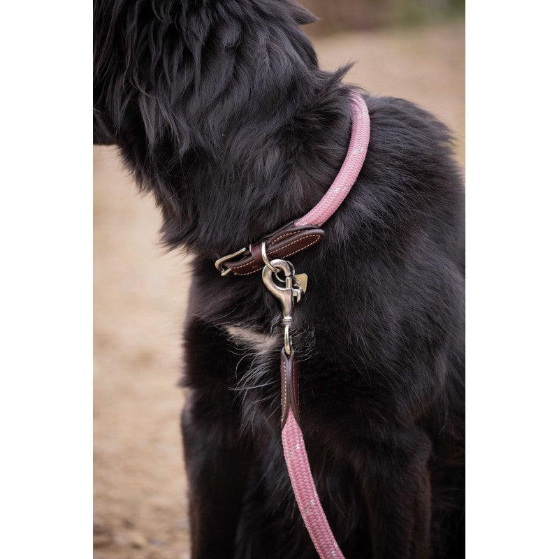 Penelope Billie premium dog collar combining refined styling with durable materials.