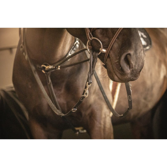 Penelope Howlett horse training aid for supporting consistent rein contact.